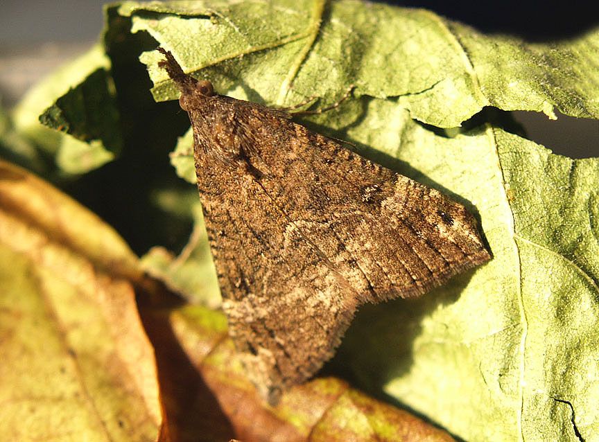 Cantina protettiva . Hypena obsitalis